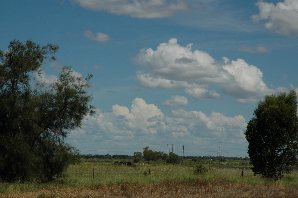 cumulus mediocris : Moree, NSW   26 December 2004