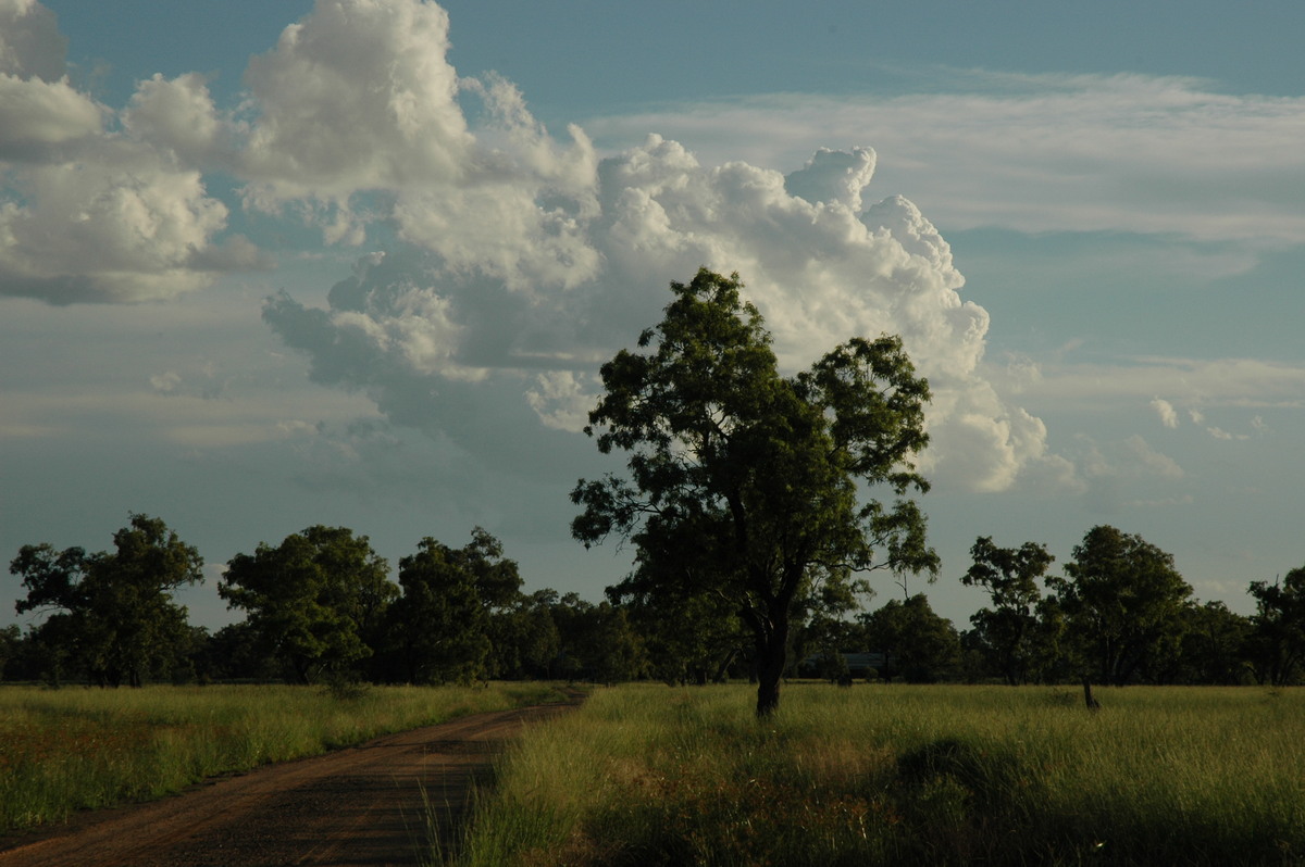 cumulus congestus : W of Moree, NSW   26 December 2004