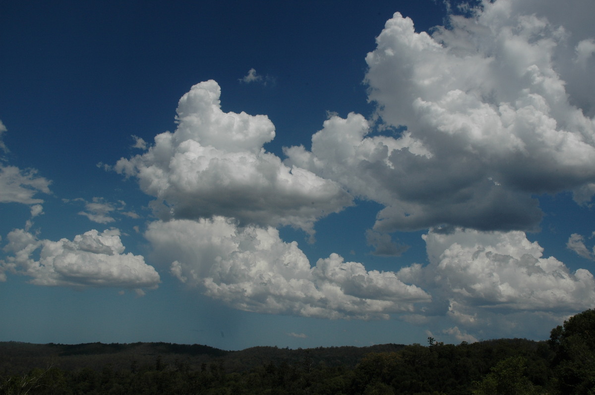 cumulus mediocris : Tregeagle, NSW   21 January 2005