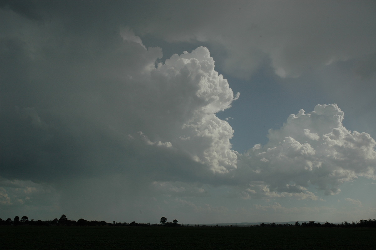 cumulus congestus : N of Casino, NSW   21 January 2005