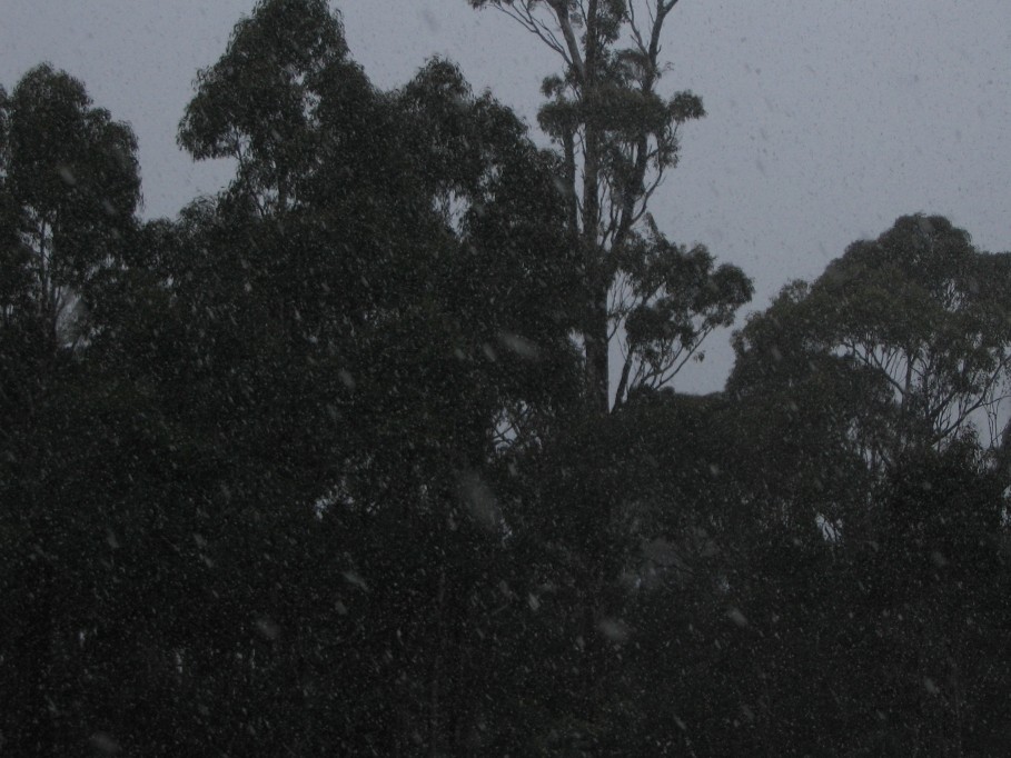 snow snow_pictures : near Oberon, NSW   22 June 2005