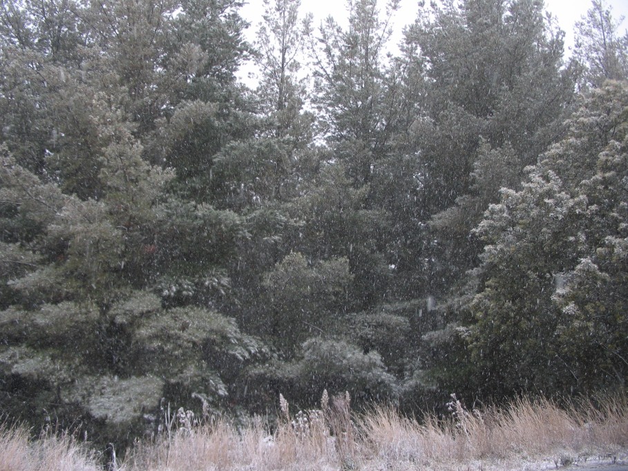 snow snow_pictures : near Oberon, NSW   22 June 2005