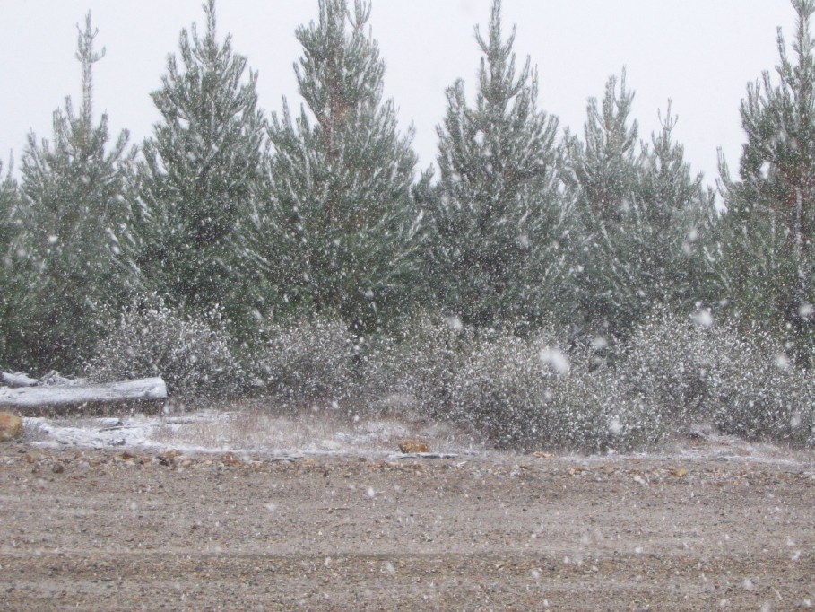 snow snow_pictures : near Oberon, NSW   22 June 2005