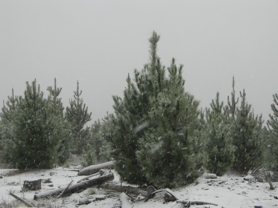 snow snow_pictures : near Oberon, NSW   23 June 2005