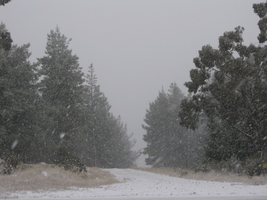 snow snow_pictures : near Oberon, NSW   23 June 2005