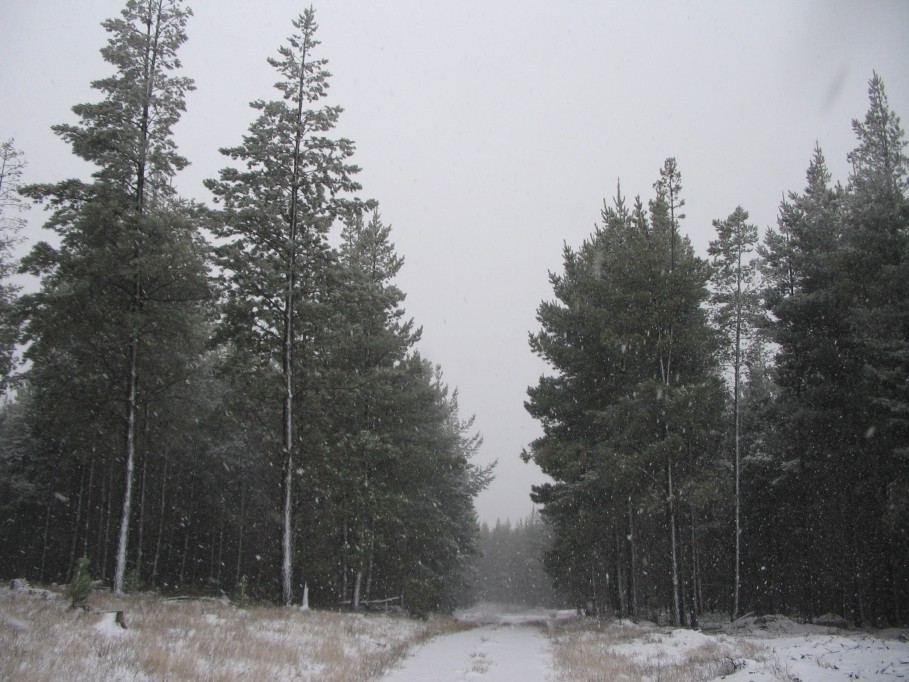 snow snow_pictures : near Oberon, NSW   23 June 2005