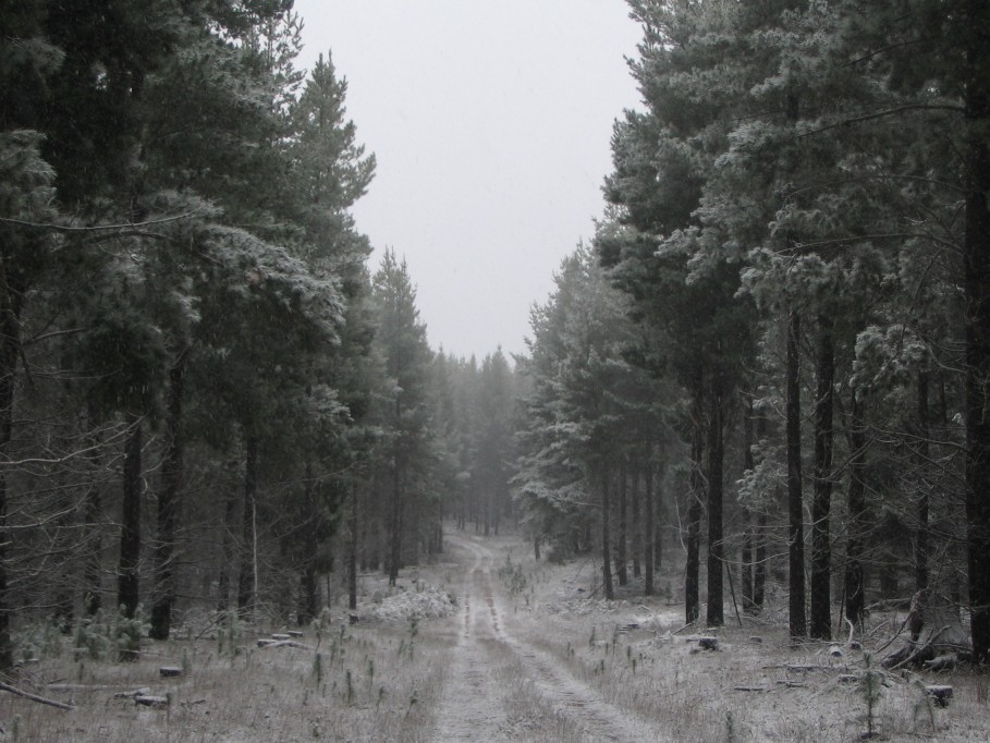 snow snow_pictures : near Oberon, NSW   23 June 2005