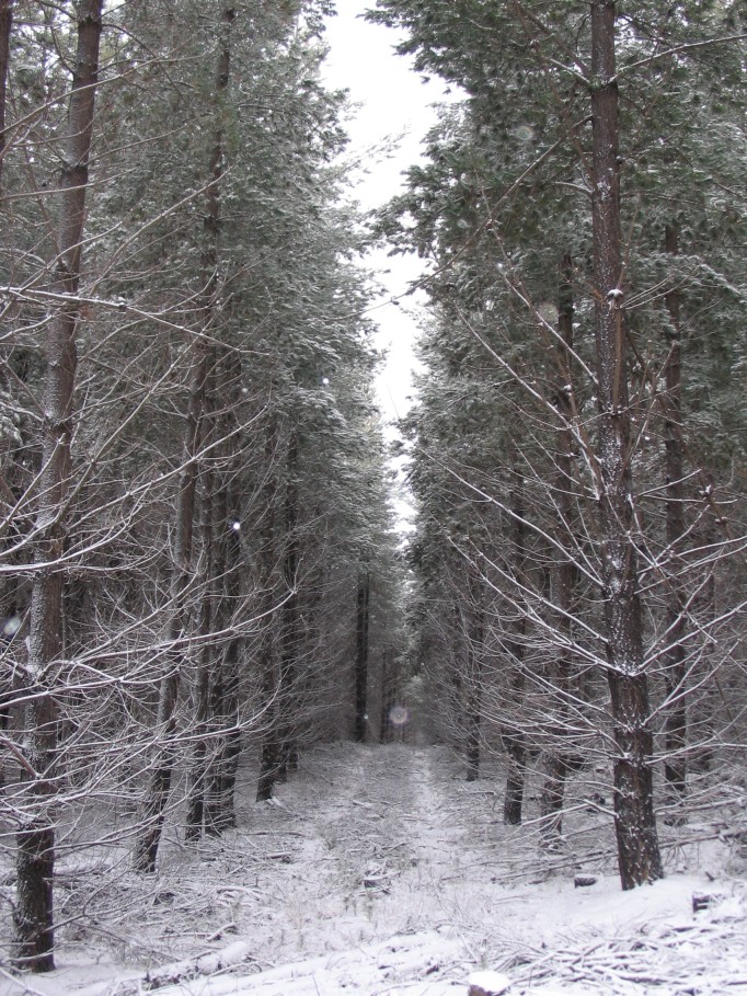 snow snow_pictures : near Oberon, NSW   23 June 2005