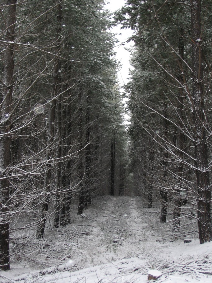 snow snow_pictures : near Oberon, NSW   23 June 2005