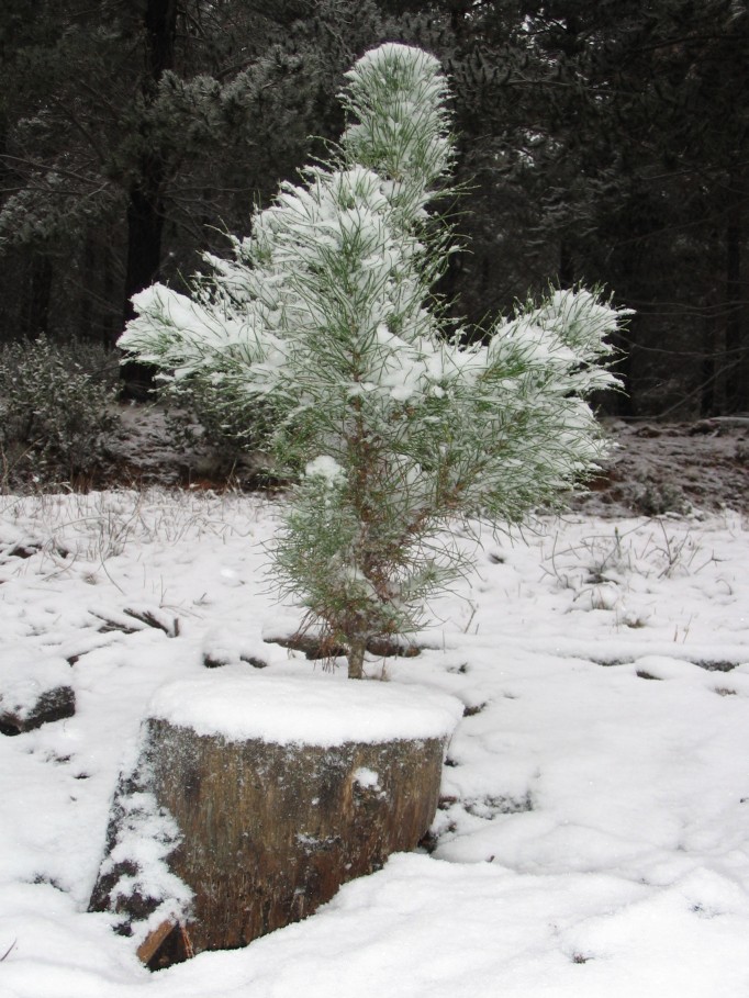 snow snow_pictures : near Oberon, NSW   23 June 2005