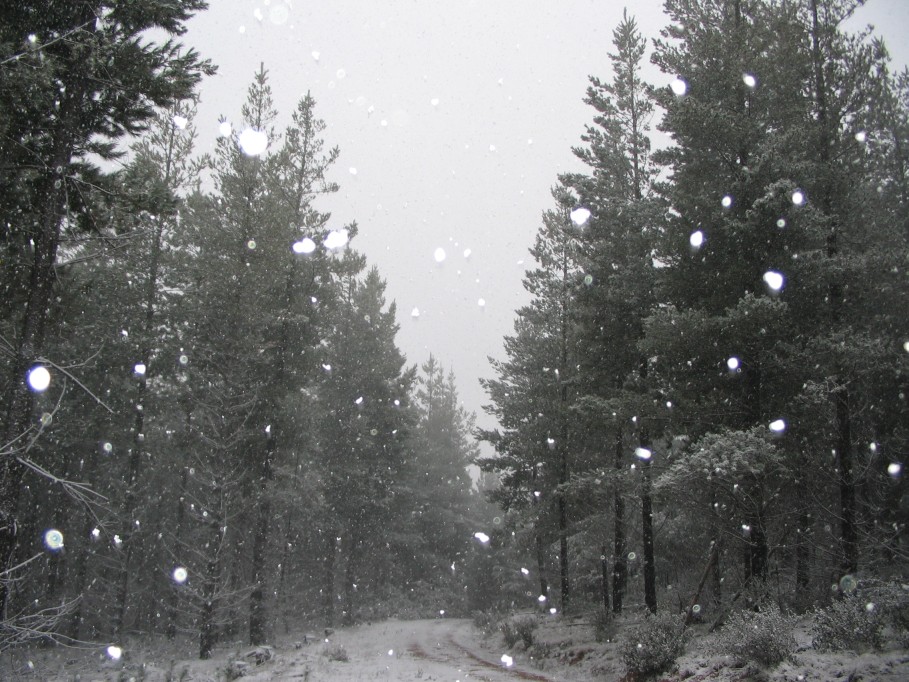 snow snow_pictures : near Oberon, NSW   23 June 2005