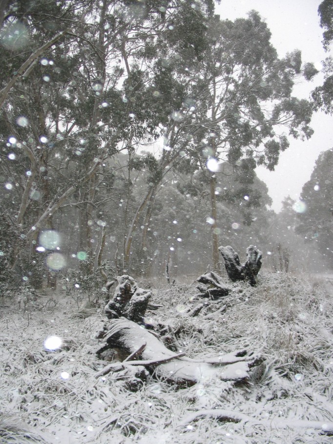 precipitation precipitation_rain : near Oberon, NSW   23 June 2005