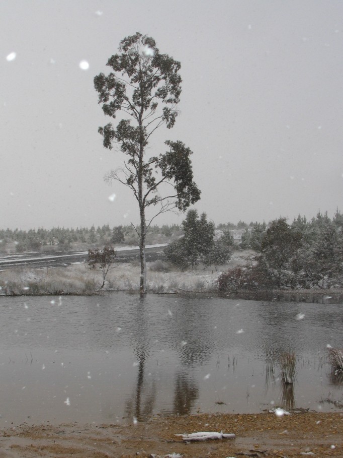 snow snow_pictures : near Oberon, NSW   23 June 2005