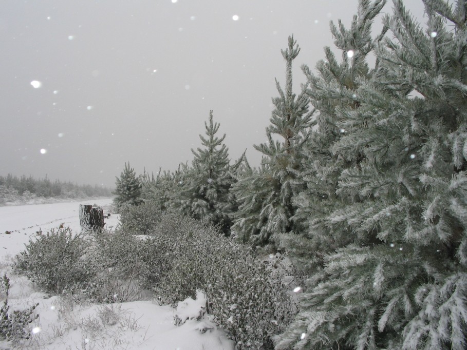 snow snow_pictures : near Oberon, NSW   23 June 2005