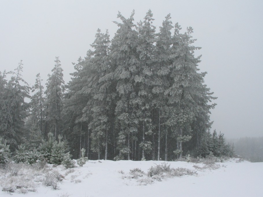 snow snow_pictures : near Oberon, NSW   23 June 2005