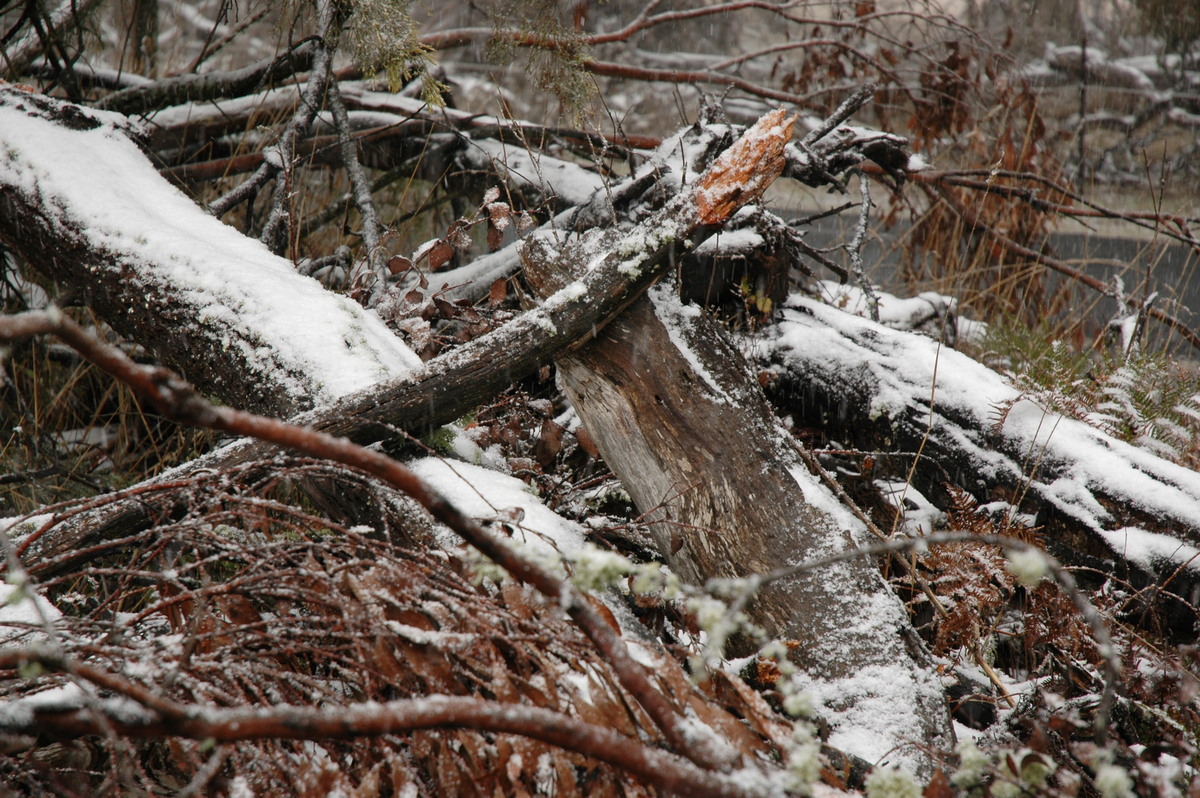 snow snow_pictures : Ben Lomond, NSW   23 June 2005