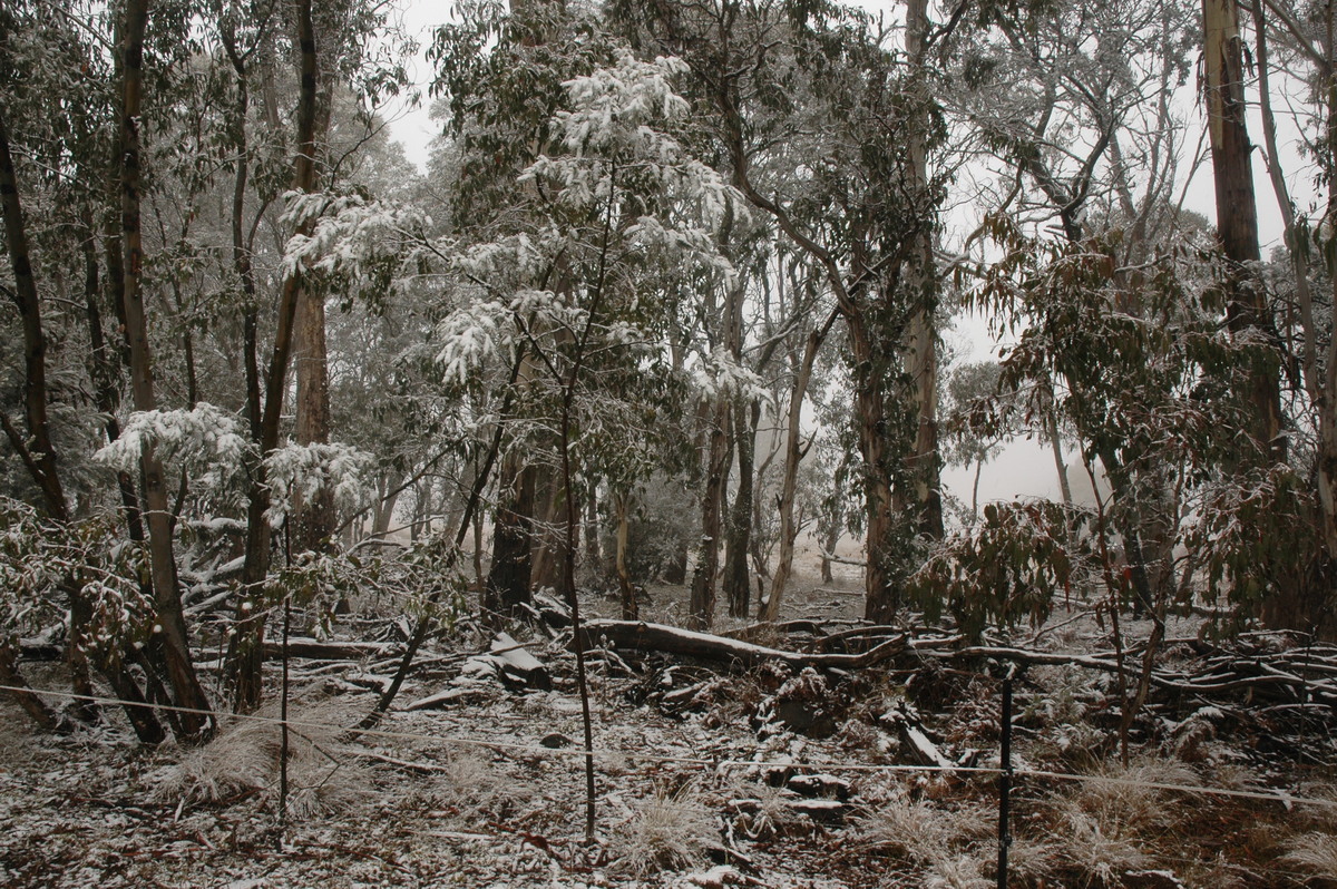 snow snow_pictures : Ben Lomond, NSW   23 June 2005