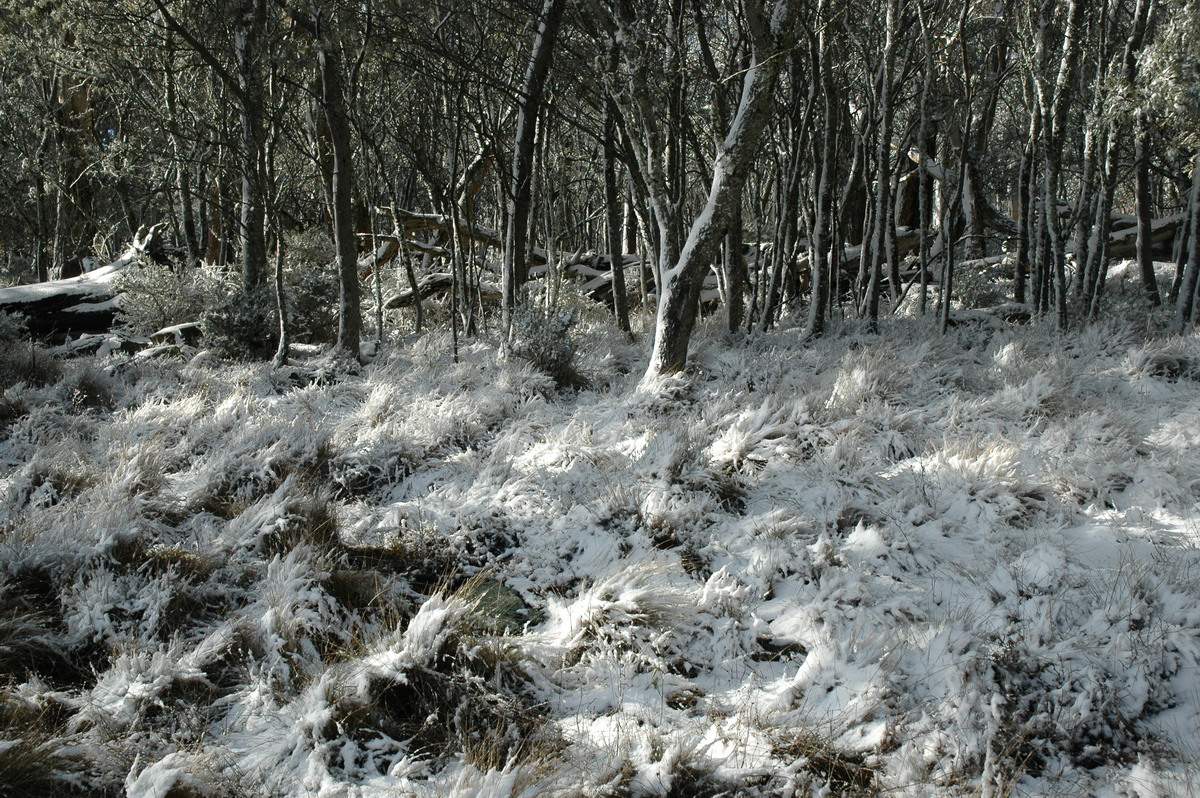 favourites michael_bath : Ben Lomond, NSW   23 June 2005