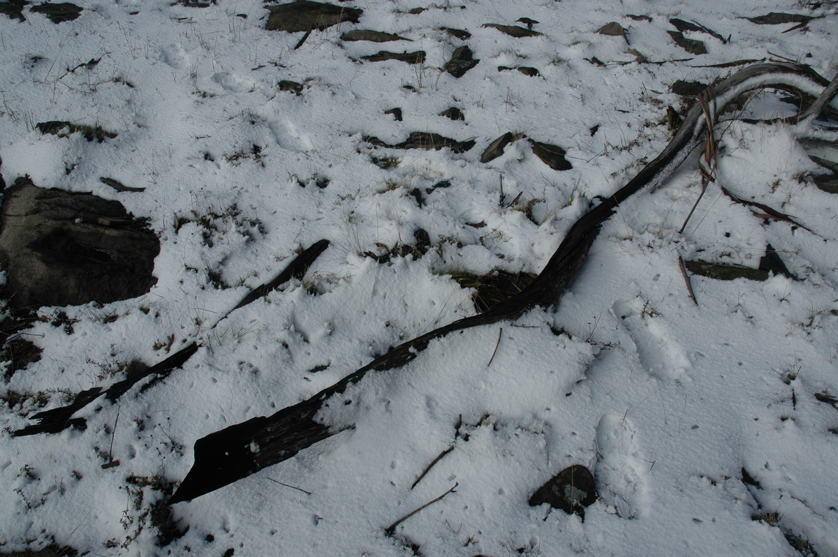 snow snow_pictures : Ben Lomond, NSW   23 June 2005