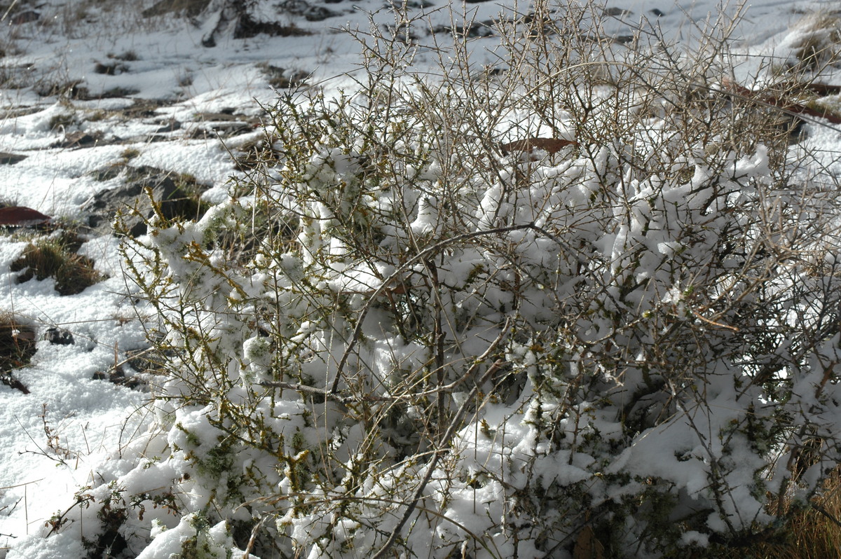 snow snow_pictures : Ben Lomond, NSW   23 June 2005