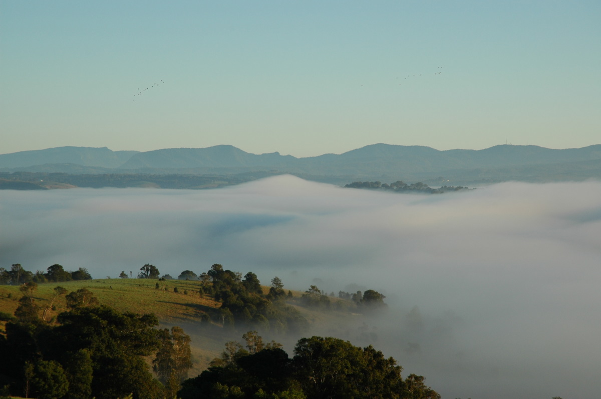 fogmist fog_mist_frost : McLeans Ridges, NSW   2 July 2005