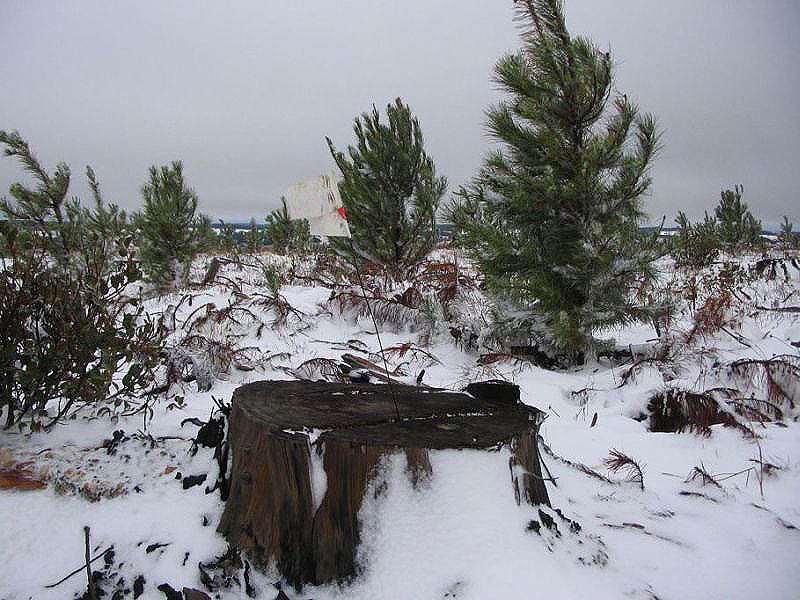 snow snow_pictures : near Oberon, NSW   10 July 2005