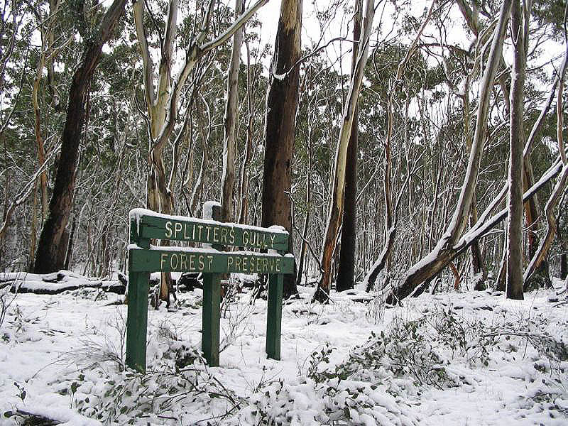 snow snow_pictures : near Oberon, NSW   10 July 2005