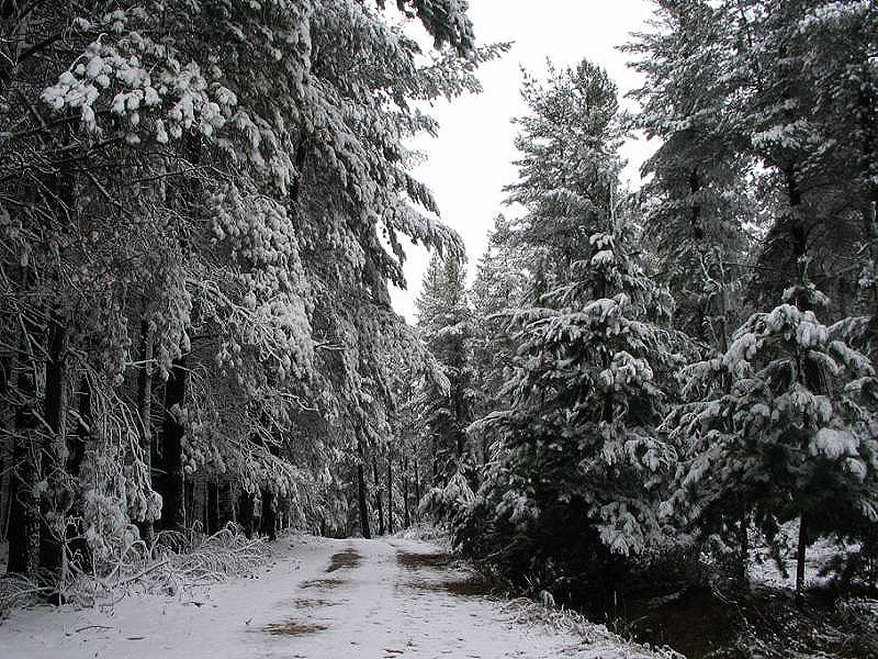 snow snow_pictures : near Oberon, NSW   10 July 2005