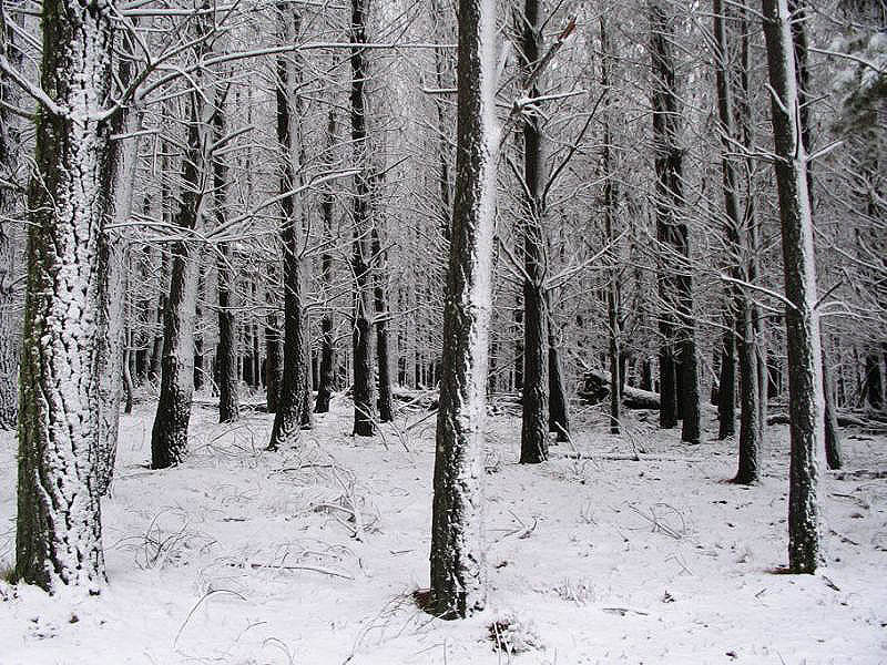 snow snow_pictures : near Oberon, NSW   10 July 2005