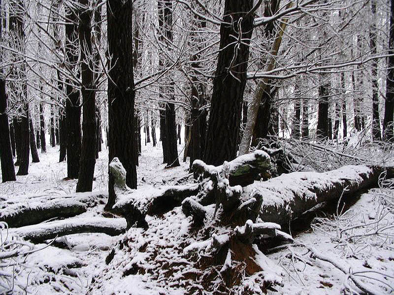 snow snow_pictures : near Oberon, NSW   10 July 2005