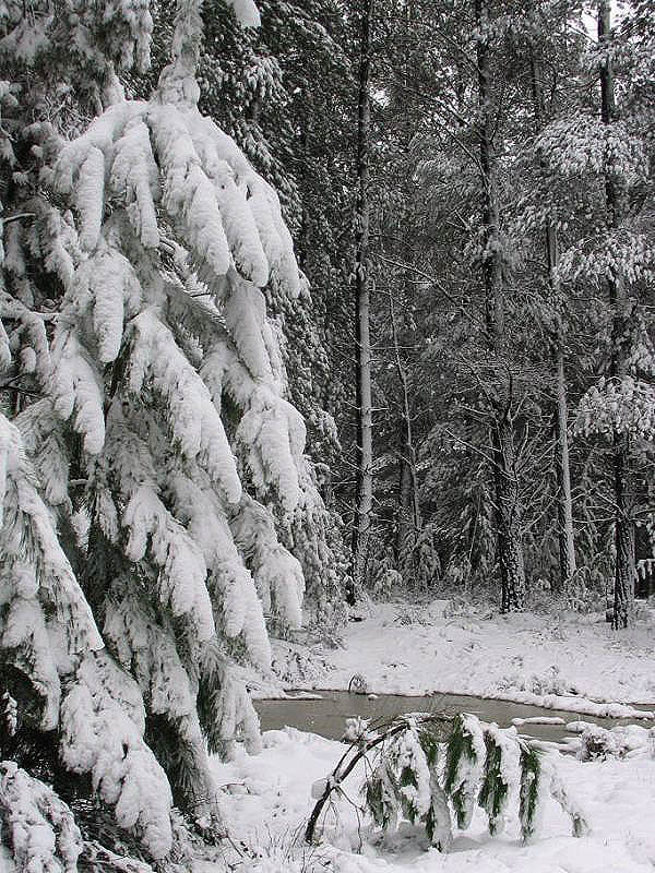 snow snow_pictures : near Oberon, NSW   10 July 2005