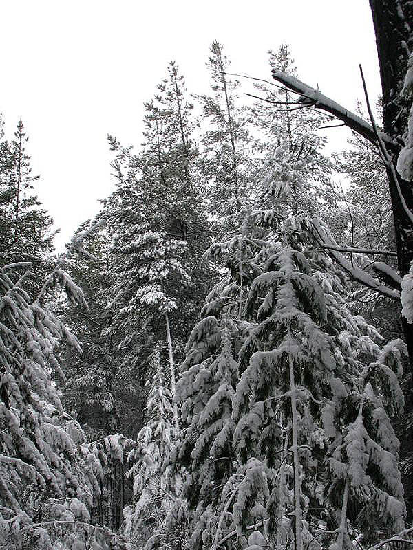 snow snow_pictures : near Oberon, NSW   10 July 2005