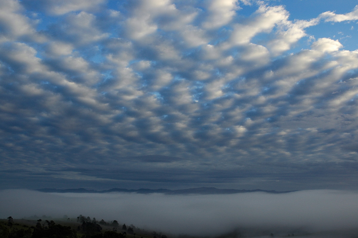 fogmist fog_mist_frost : McLeans Ridges, NSW   13 July 2005