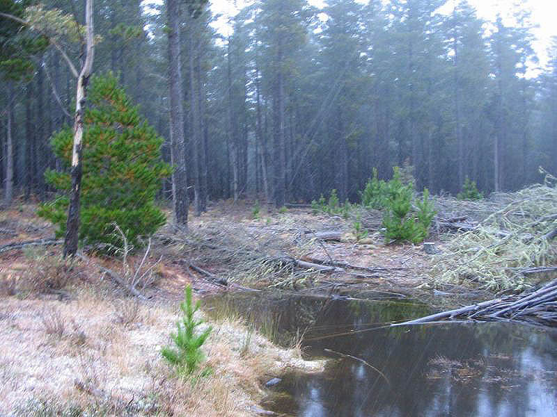 precipitation precipitation_rain : near Oberon, NSW   15 July 2005