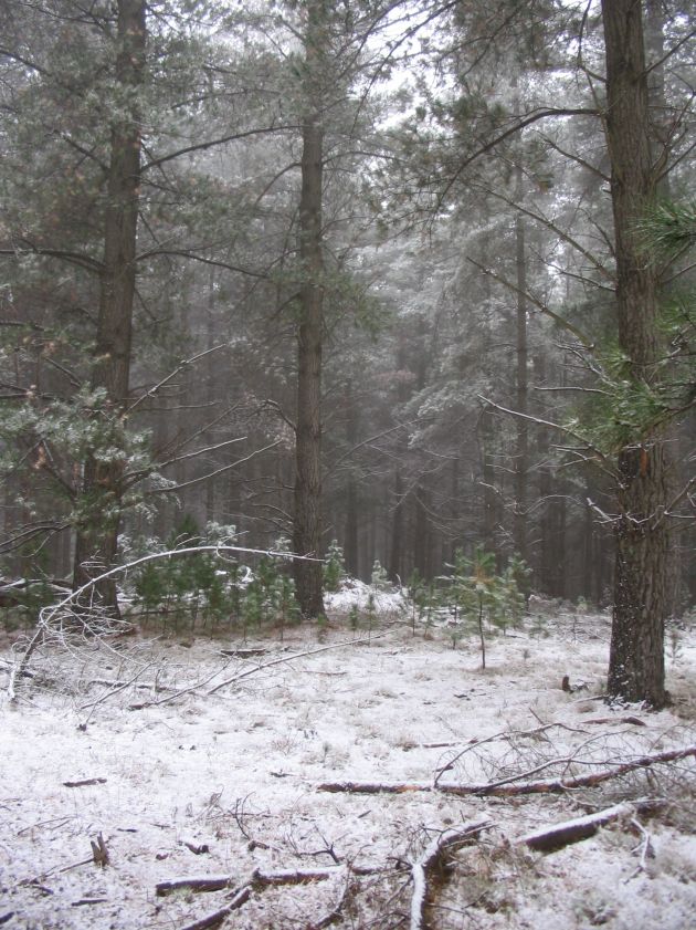 snow snow_pictures : near Shooters Hill, NSW   10 August 2005