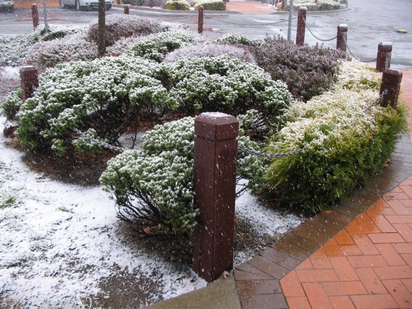 snow snow_pictures : Oberon, NSW   10 August 2005