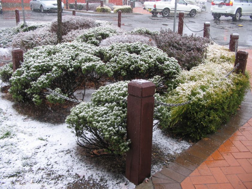 snow snow_pictures : Oberon, NSW   10 August 2005