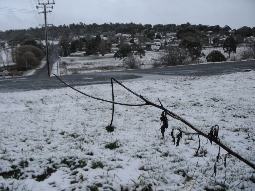 snow snow_pictures : Oberon, NSW   10 August 2005