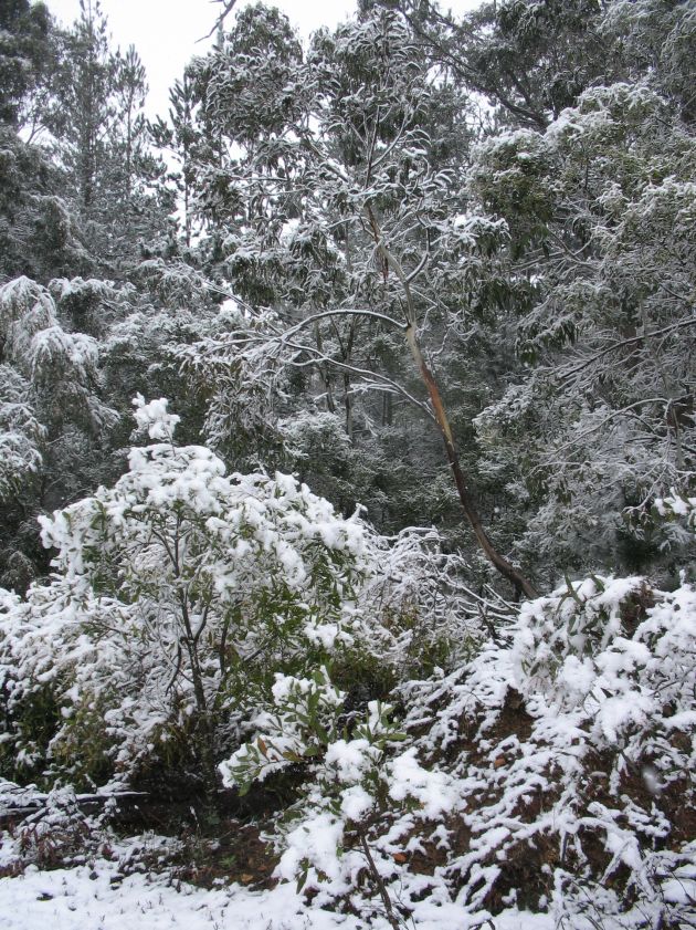 snow snow_pictures : near Oberon, NSW   10 August 2005