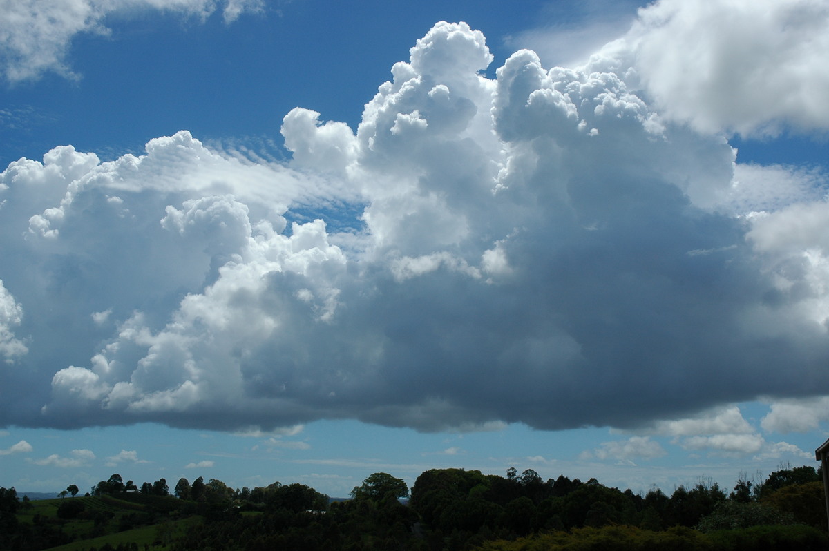 cumulus congestus : McLeans Ridges, NSW   5 November 2005