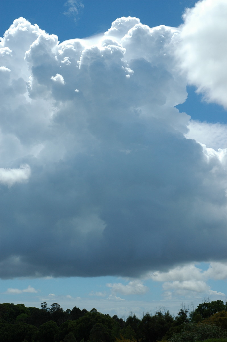 pileus pileus_cap_cloud : McLeans Ridges, NSW   5 November 2005