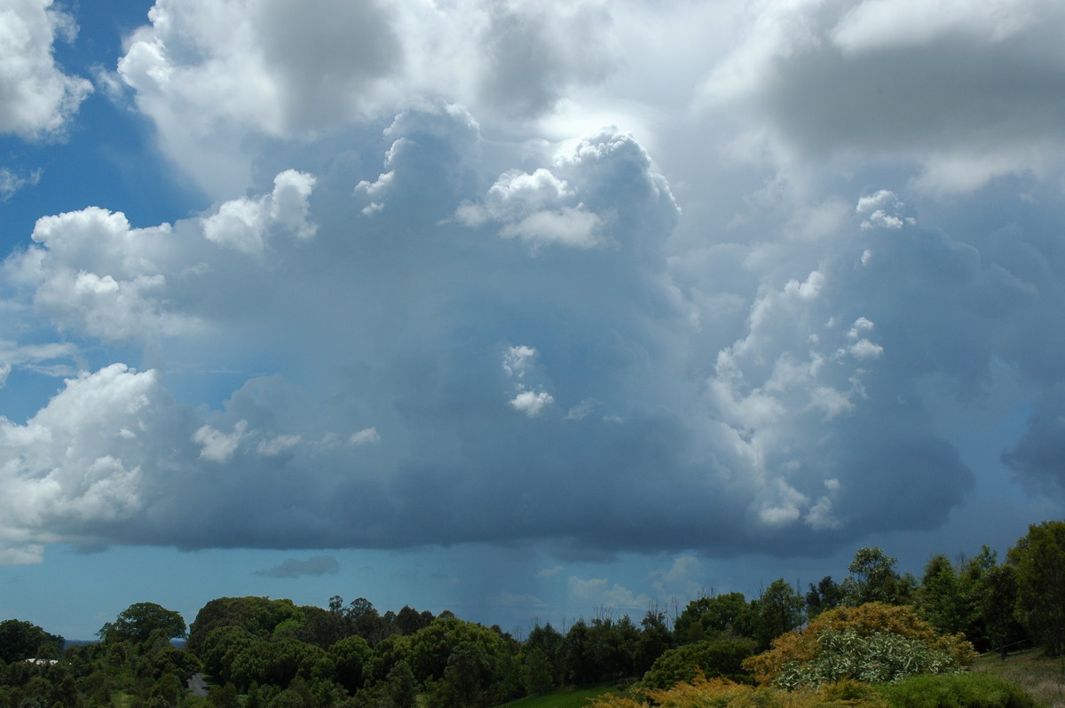 cumulus congestus : McLeans Ridges, NSW   5 November 2005