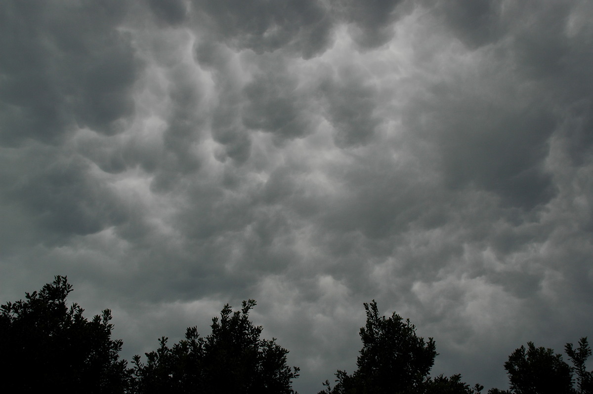 mammatus mammatus_cloud : Tregeagle, NSW   5 November 2005