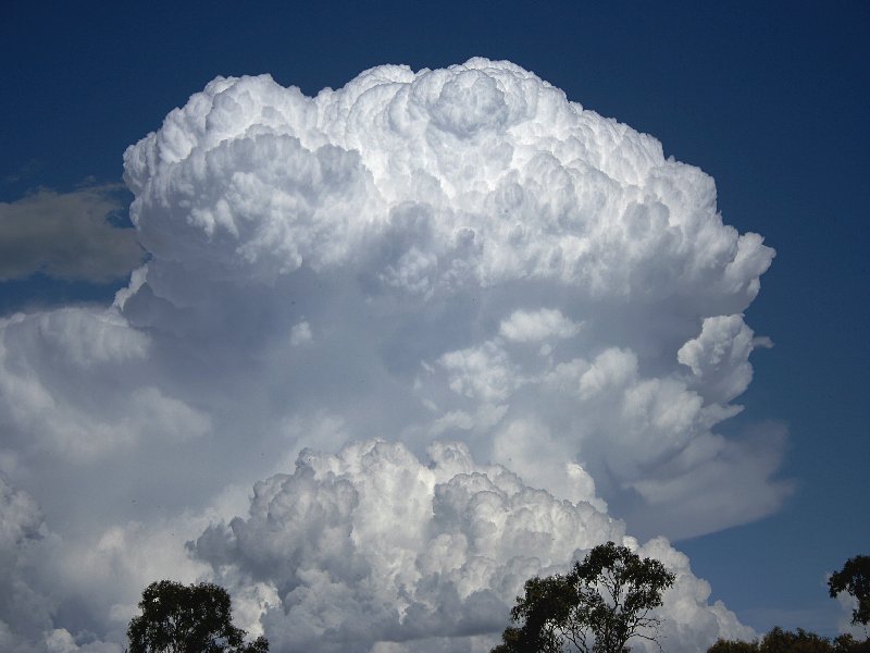 thunderstorm cumulonimbus_incus : Walcha, NSW   20 November 2005