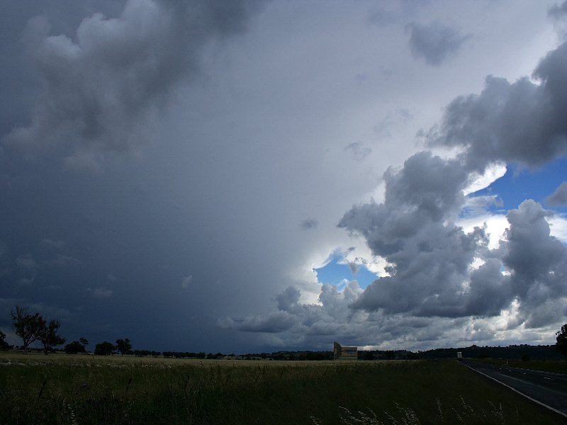 cumulus mediocris : S of Coonabarabran, NSW   25 November 2005