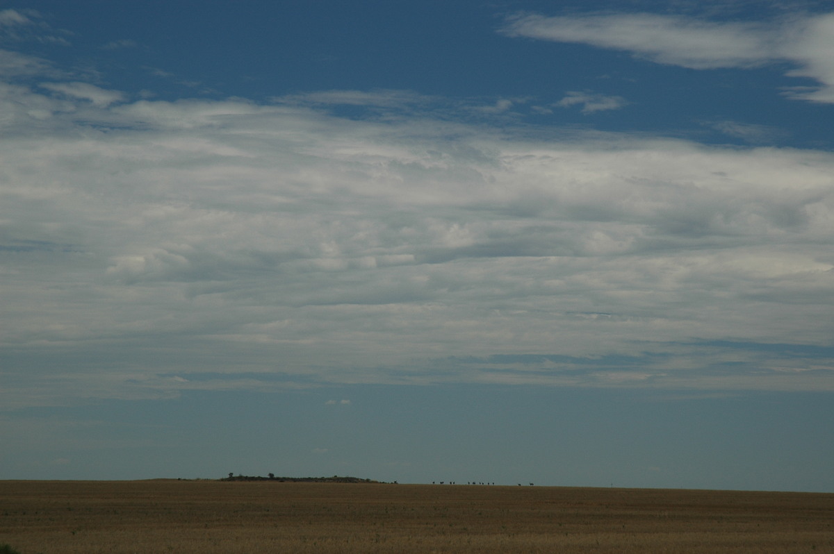 altocumulus castellanus : W of Bellata, NSW   26 November 2005