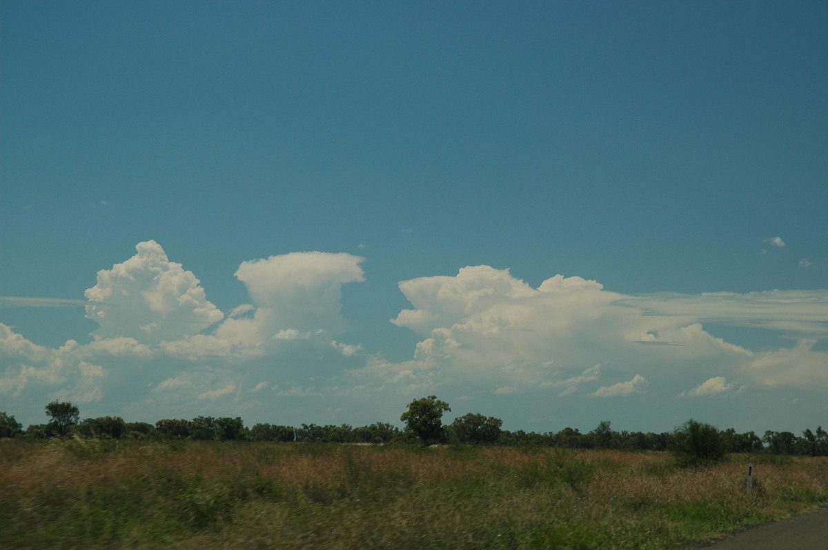 cumulus congestus : Collarenabri, NSW   26 November 2005