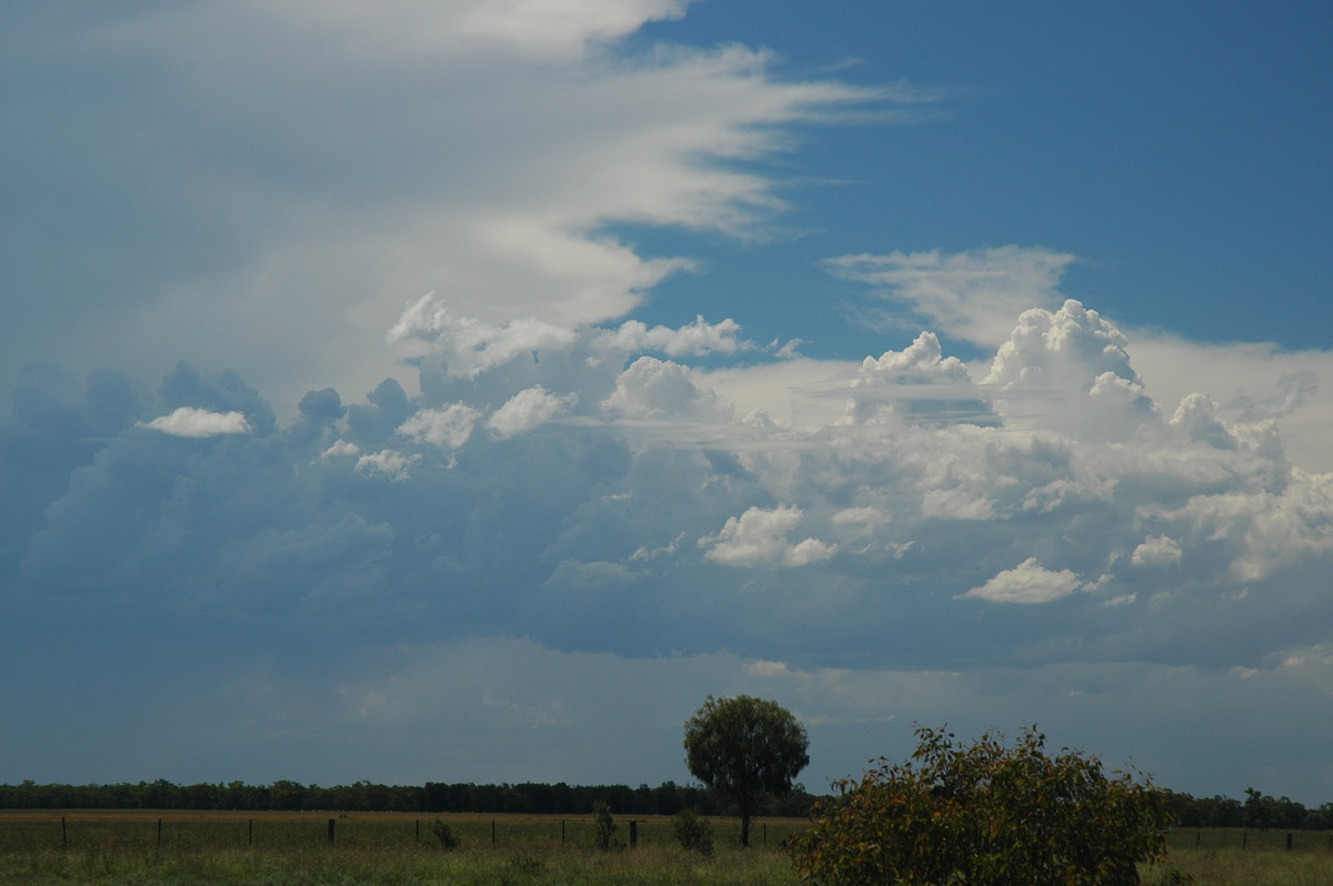 cumulus congestus : Collarenabri, NSW   26 November 2005