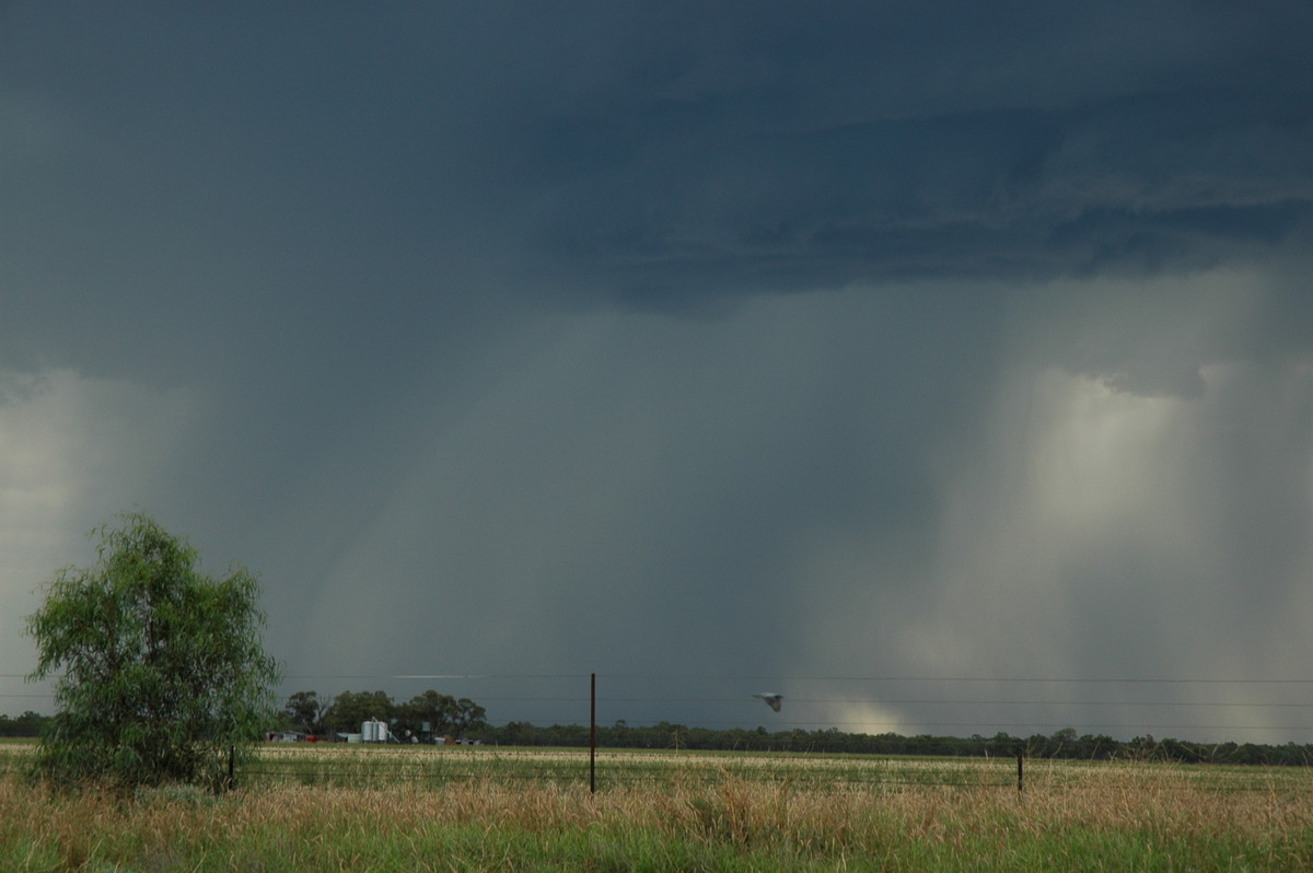 microburst micro_burst : Collarenabri, NSW   26 November 2005