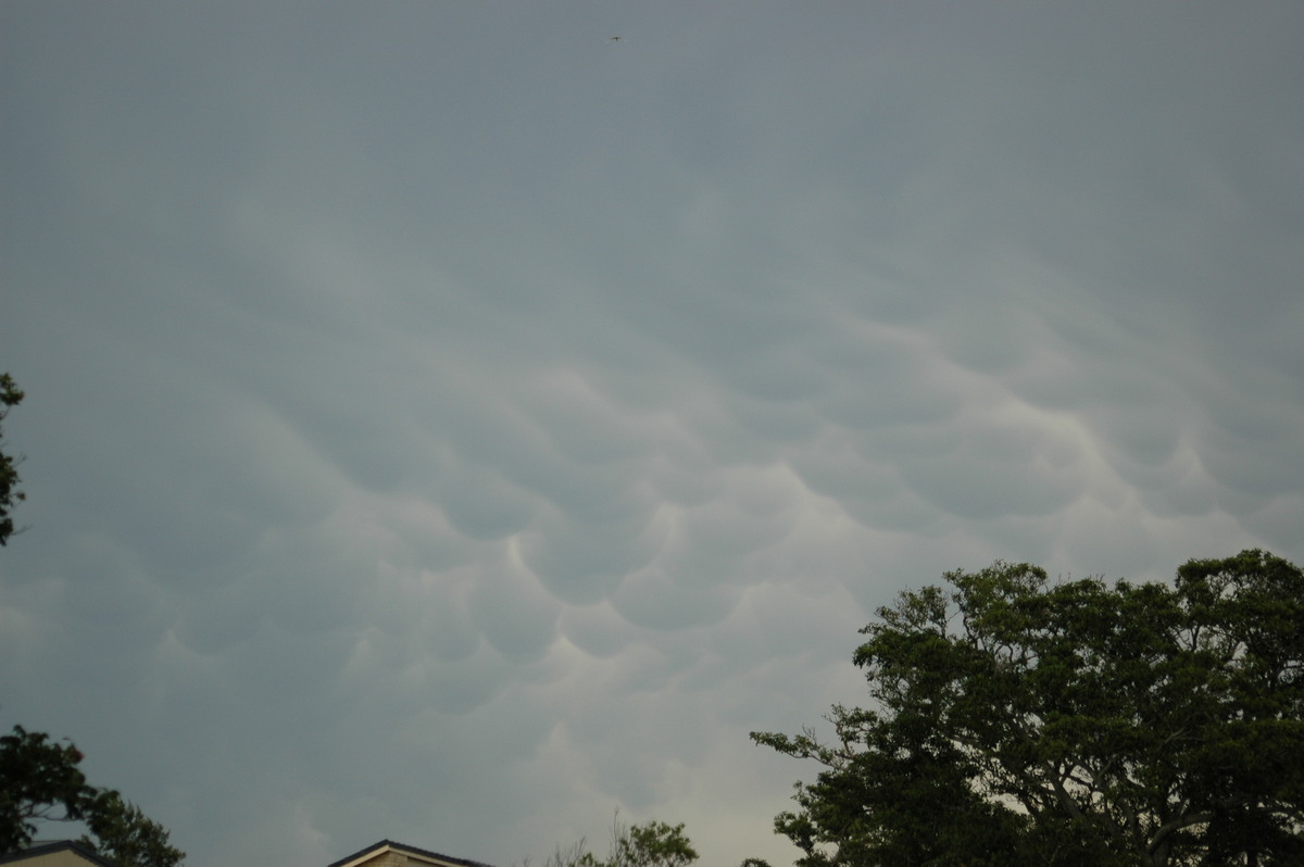 mammatus mammatus_cloud : McLeans Ridges, NSW   29 December 2005